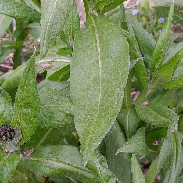 Centaurea triumfettii Fuelha