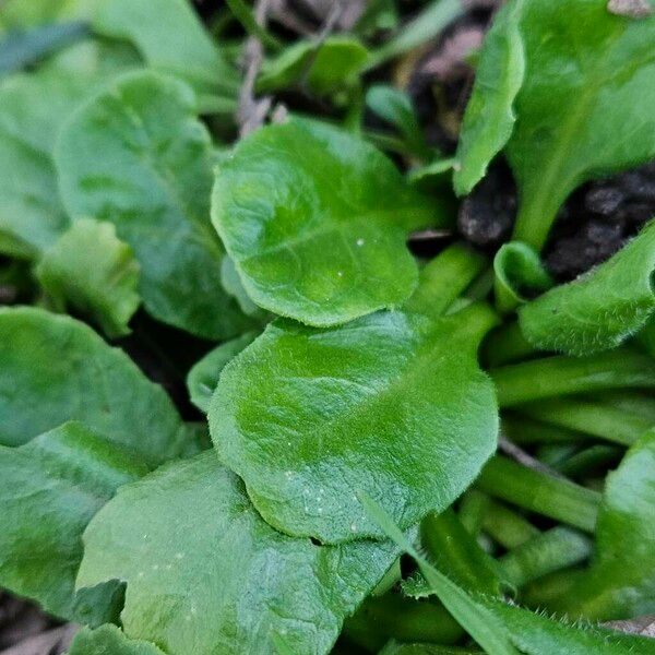 Bellis annua برگ