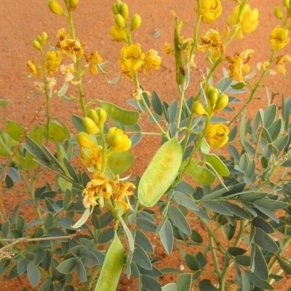 Senna alexandrina Flower