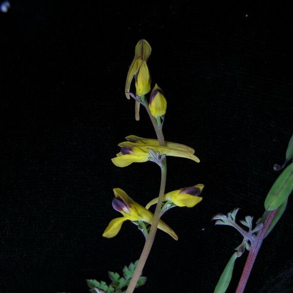 Corydalis cornuta 整株植物