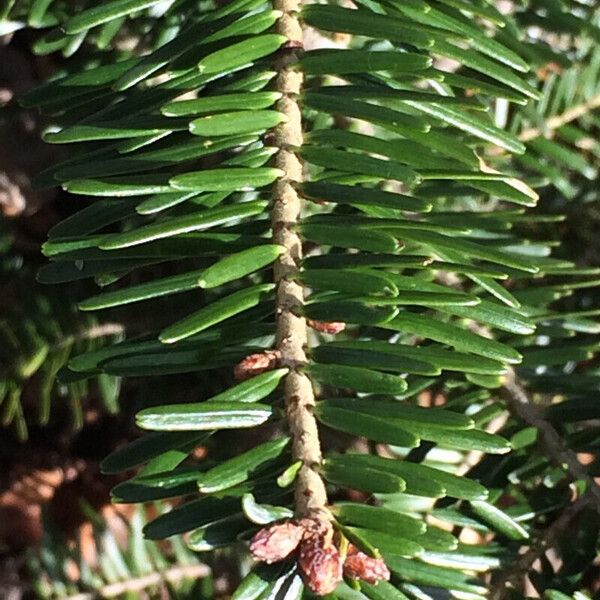 Abies numidica Leaf