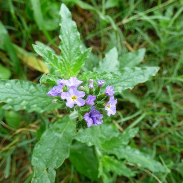 Heliotropium amplexicaule Costuma