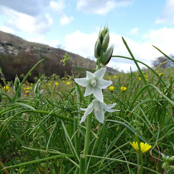 Ornithogalum nutans Flower