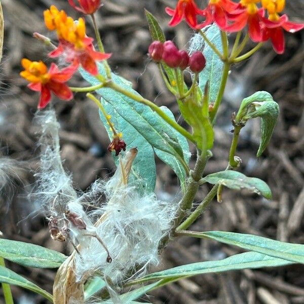 Asclepias curassavica Blomma