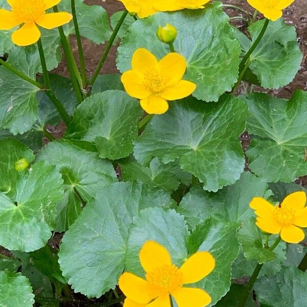 Ranunculus montanus Flower