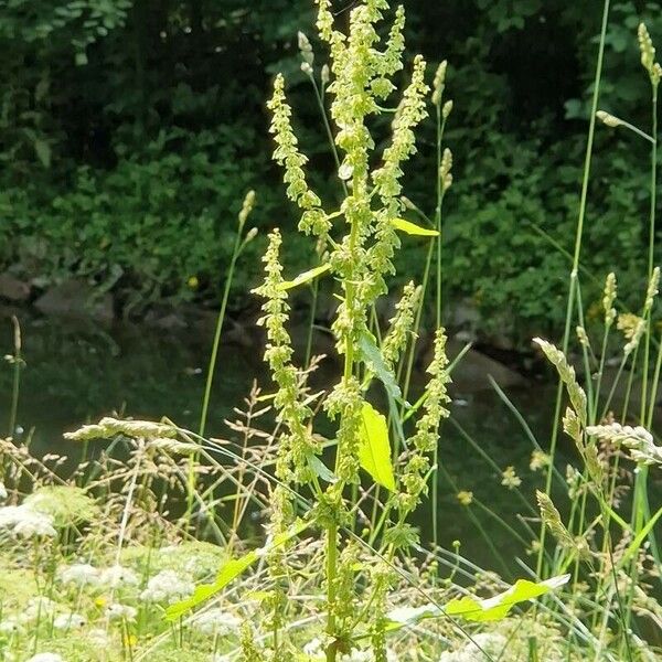 Rumex crispus 葉