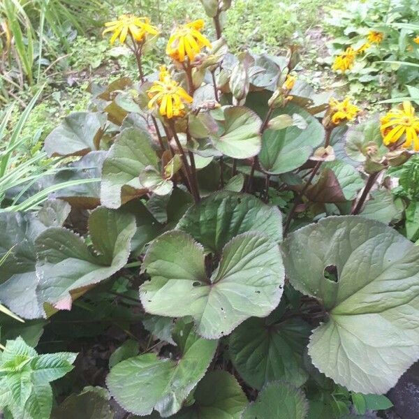 Ligularia dentata 花