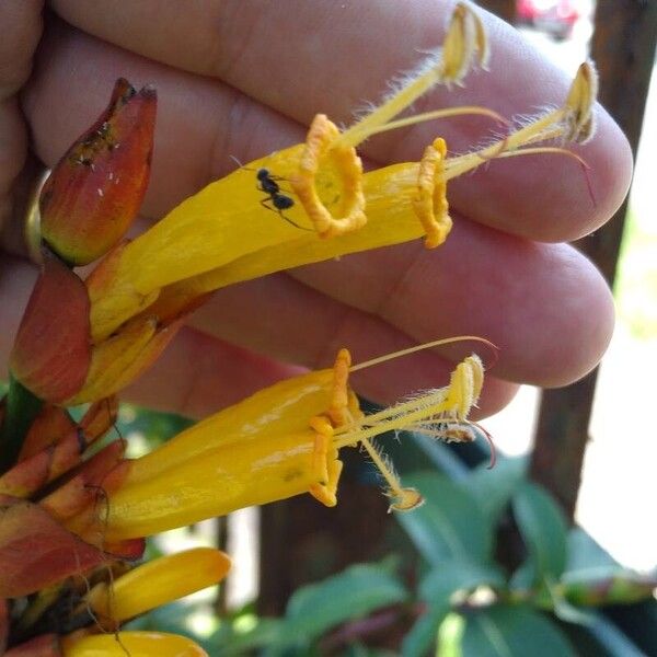 Sanchezia oblonga Flor