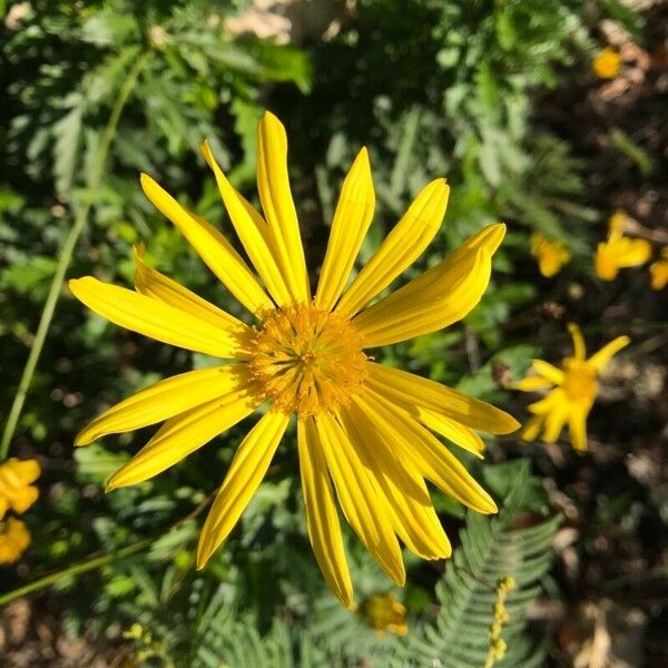 Euryops chrysanthemoides Blüte