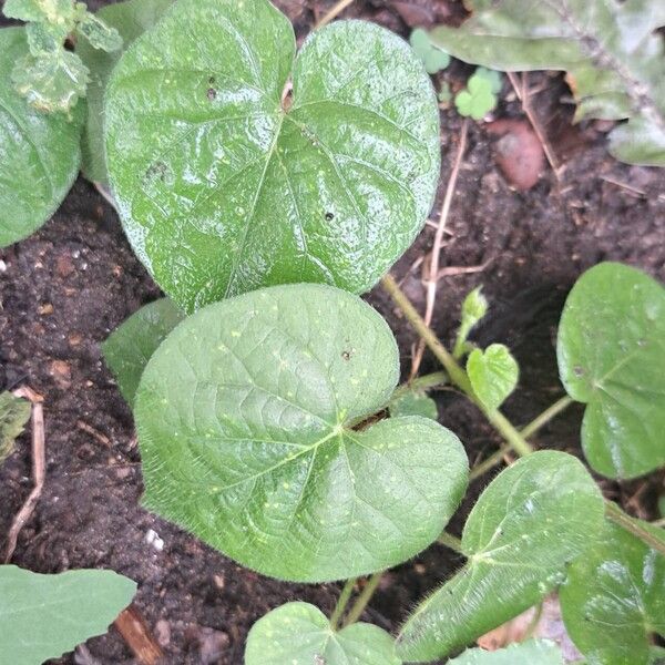 Ipomoea nil Habitus