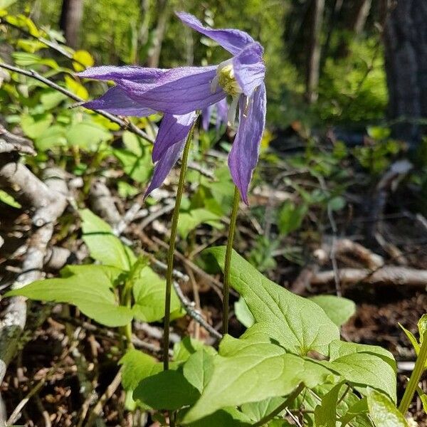 Clematis occidentalis Kwiat