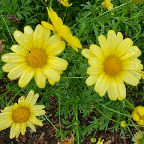 Argyranthemum frutescens Kvet