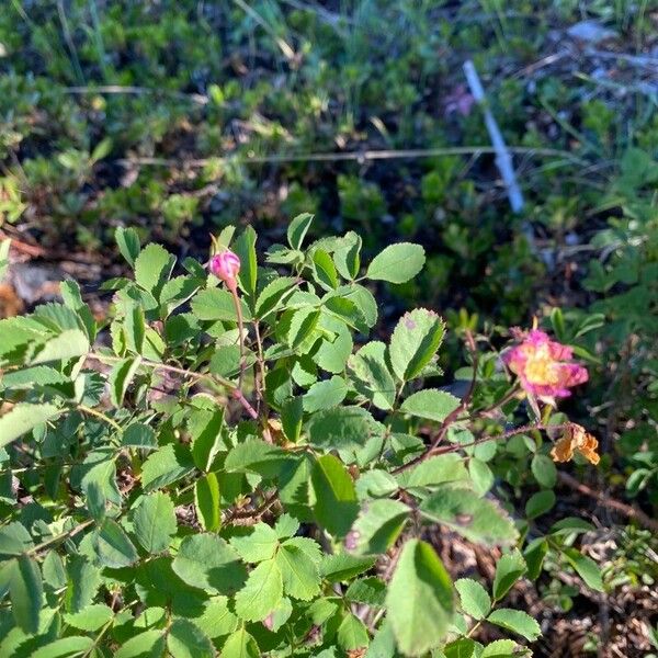 Rosa blanda Flower