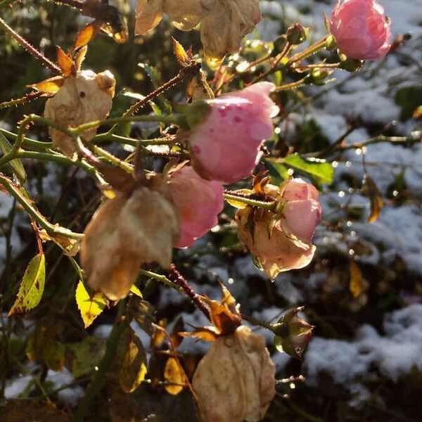 Rosa gallica (Hungarian rose)