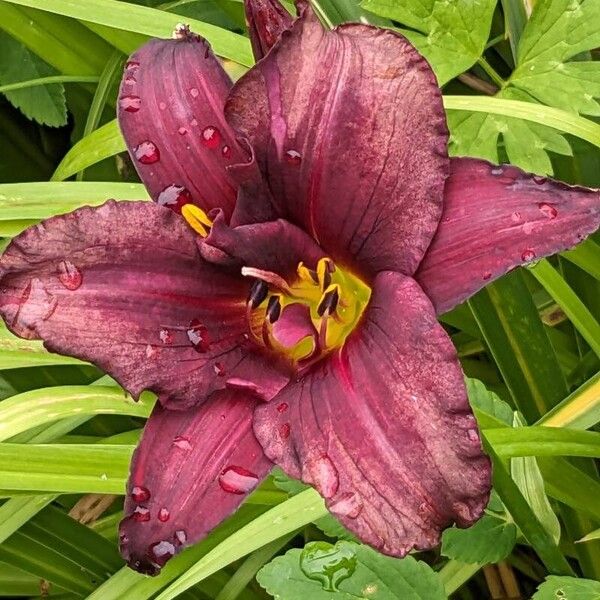 Hemerocallis fulva Çiçek