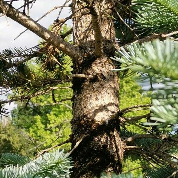 Abies lasiocarpa Кора