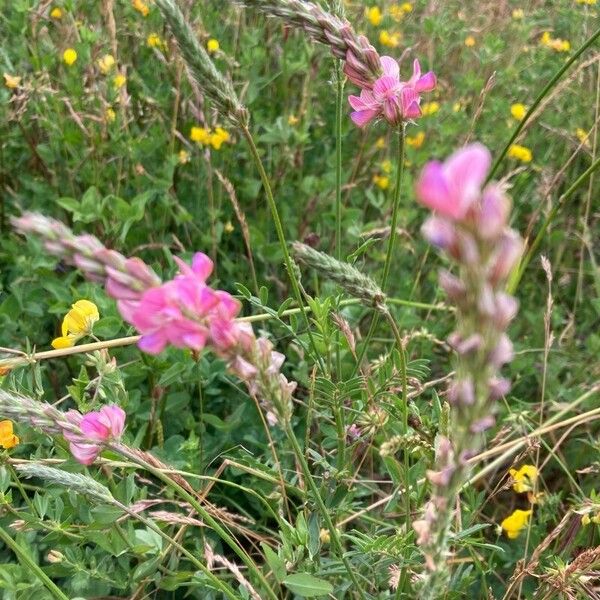 Onobrychis arenaria Flors