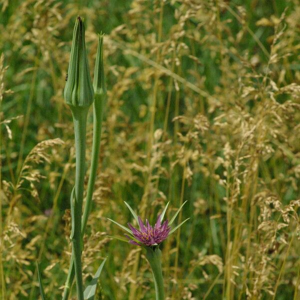 Tragopogon porrifolius 花