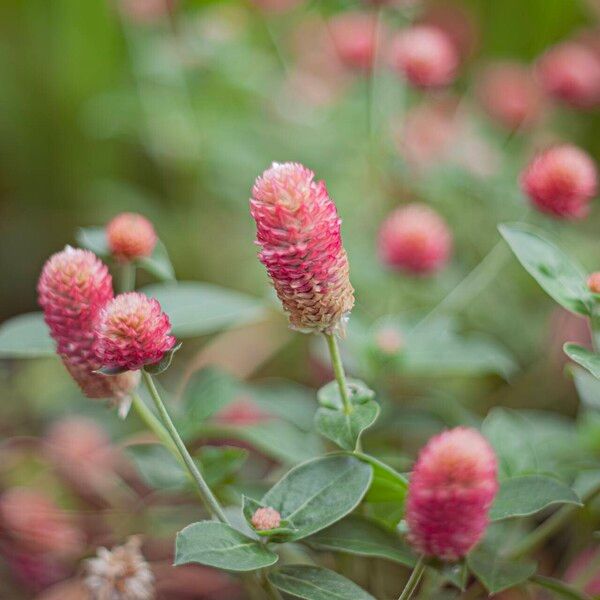 Gomphrena globosa Flor