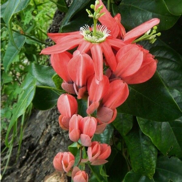 Passiflora racemosa Цвят