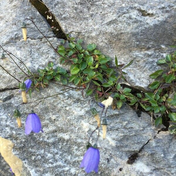 Campanula cochleariifolia Natur