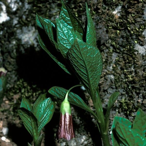 Scopolia carniolica Hàbitat