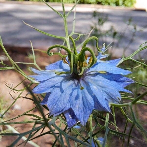 Nigella damascena പുഷ്പം