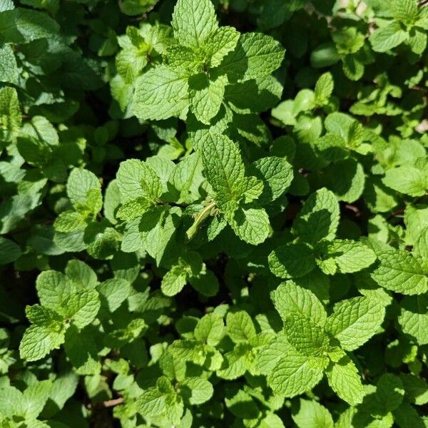 Mentha × rotundifolia List