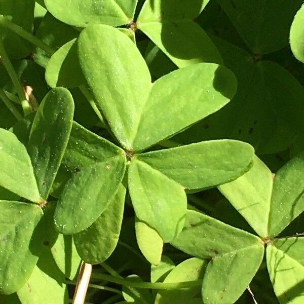 Oxalis pes-caprae Foglia