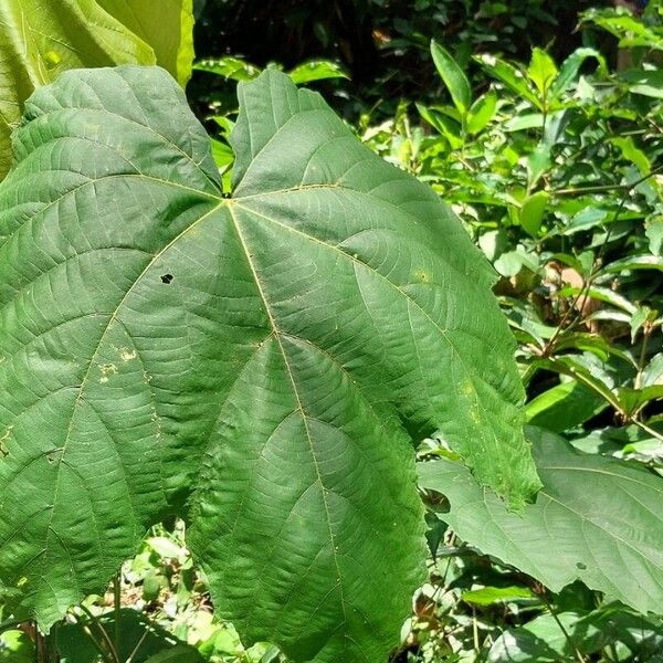 Macaranga schweinfurthii Feuille