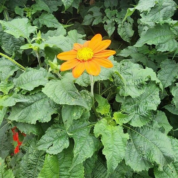 Tithonia rotundifolia Kwiat