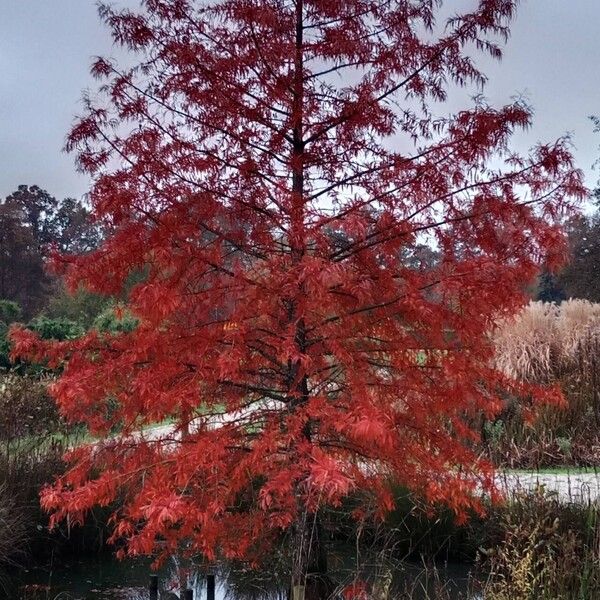 Taxodium distichum 整株植物