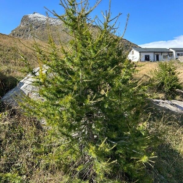 Larix occidentalis Blad