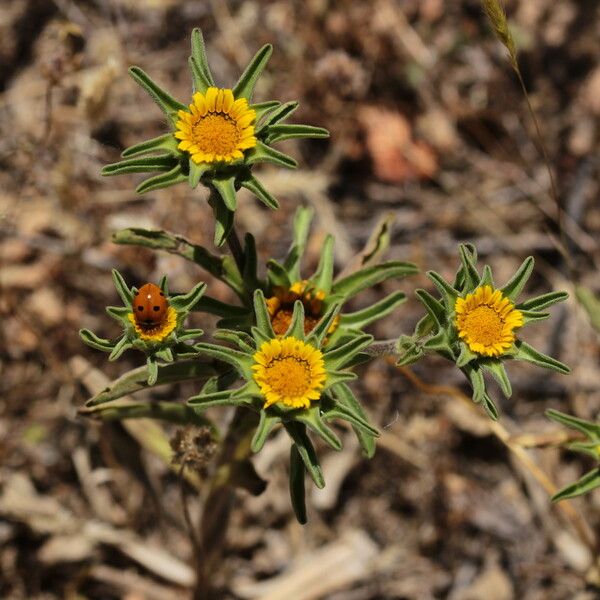 Asteriscus aquaticus Flower