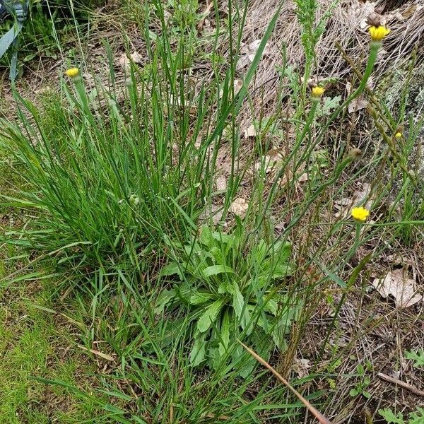 Arnoseris minima Habit