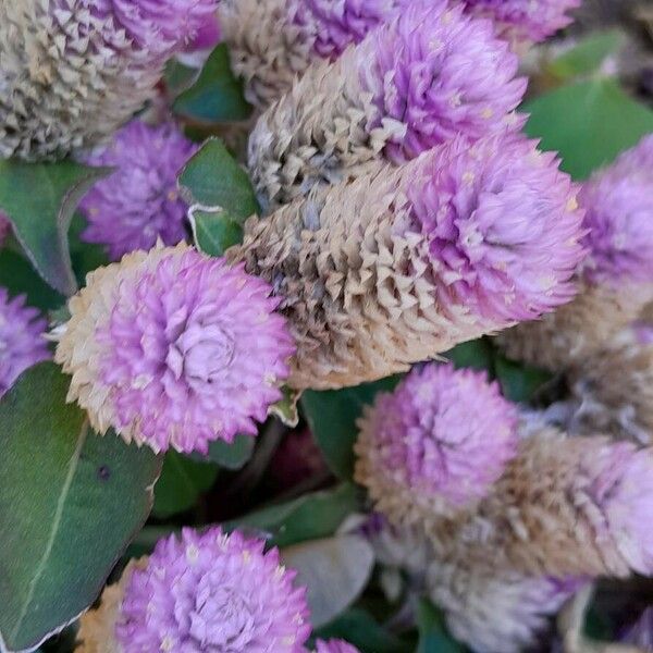 Gomphrena globosa Flower