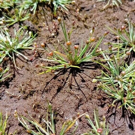 Juncus bulbosus Frunză