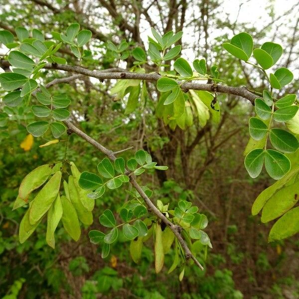 Haematoxylum campechianum Habitus