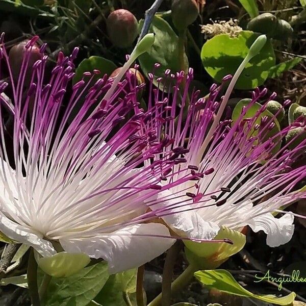 Capparis spinosa Λουλούδι