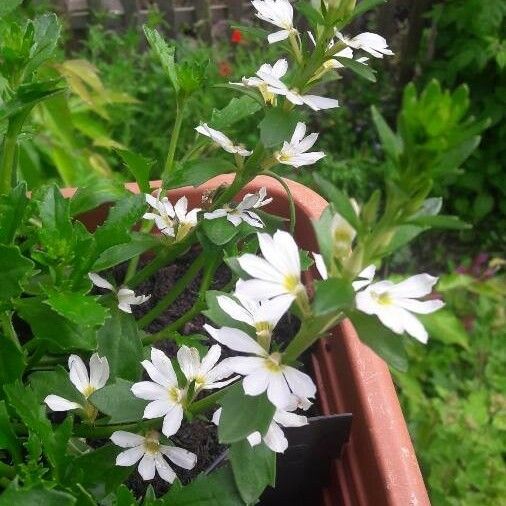 Scaevola plumieri Blomma