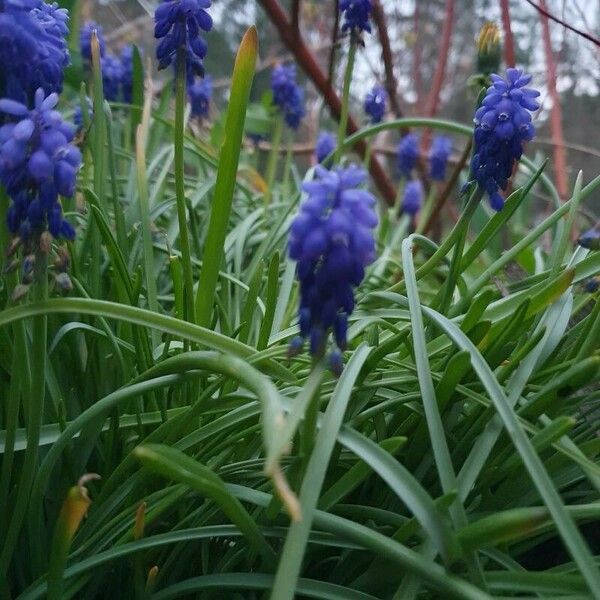 Muscari neglectum Flor