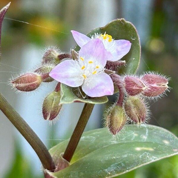 Tradescantia cerinthoides Žiedas