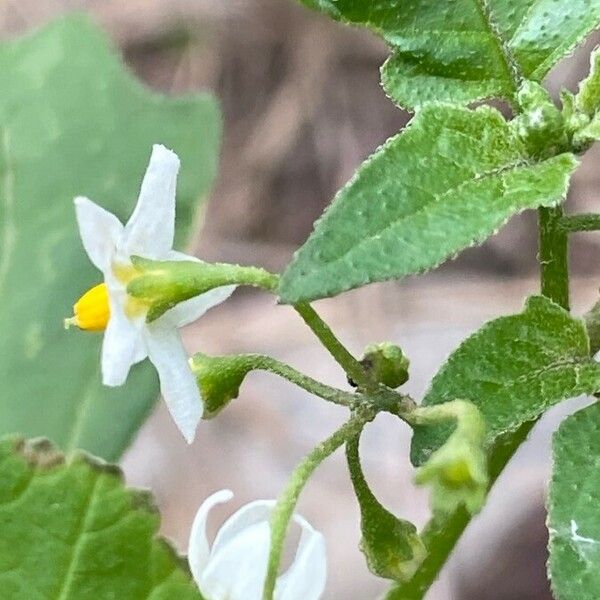 Solanum nigrum 花