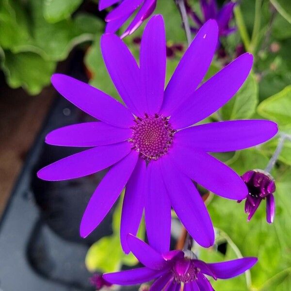 Pericallis lanata Fiore