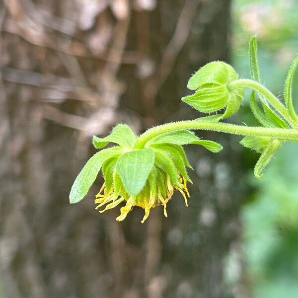 Sigesbeckia orientalis ফুল