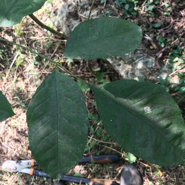 Fraxinus americana Leaf