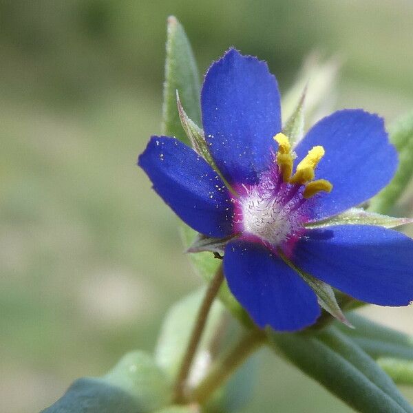 Lysimachia foemina Çiçek