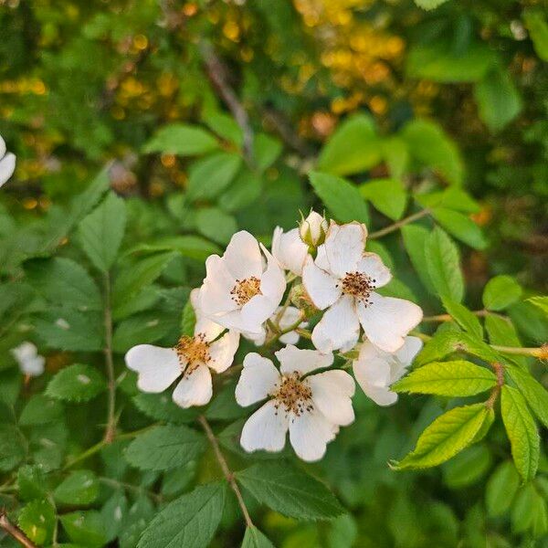 Rosa multiflora Flor