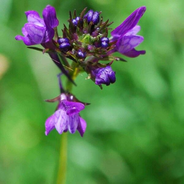 Linaria pelisseriana Květ