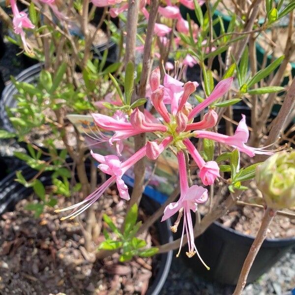 Rhododendron periclymenoides Bloem